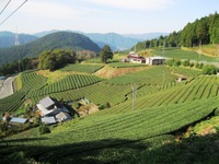 和泉平の茶園