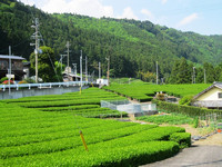 高杉の茶園