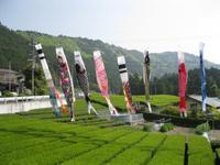 高杉の茶園