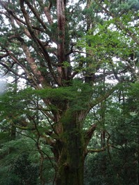 「春埜杉」