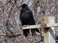 3月1日のご近所散歩②―ハシボソガラスとカラスノエンドウ