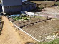 浜名区堀谷の里を歩く⑭―茶園跡