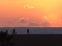 「初日の出」を眺める海鳥たち