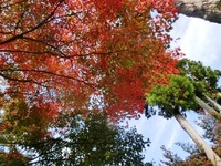 法多山の紅葉