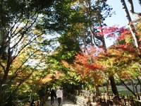 法多山の紅葉