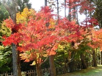 法多山の紅葉