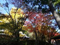 法多山尊永寺の紅葉
