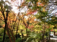 法多山の紅葉