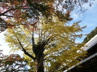 法多山の紅葉