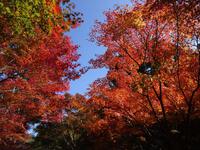 法多山尊永寺の紅葉