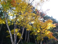 法多山尊永寺の紅葉