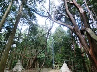 引っ掛かった枝