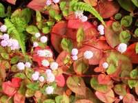 ヒメツルソバの草紅葉