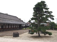 木曽町のヒノキ