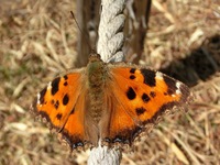 ヒオドシチョウ
