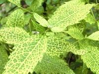 ジェミニウイルスに感染したヒヨドリバナ