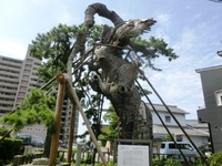 「法橋の松」