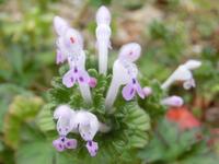 白花ホトケノザ