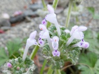 白花ホトケノザ