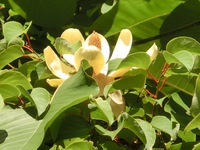 朴の花