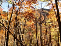 兵越峠の紅葉