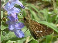 ハマゴウの花とイチモンジセセリ