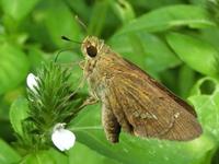 白花キツネノマゴで吸蜜するイチモンジセセリ