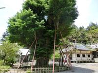 「村山浅間神社のイチョウ」