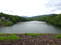 「いなさ湖」周辺の自然①―シランとシロバナシラン