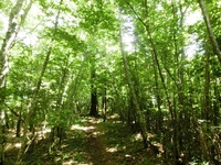 登山口付近の雑木林