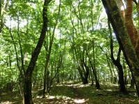 登山口付近の雑木林