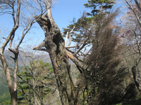 入手山付近
