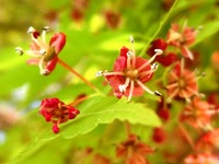 イロハモミジの花