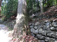 石垣のそばに生えているこの杉の木