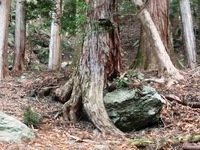 岩を抱いた杉