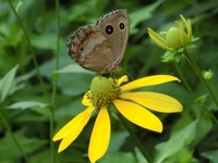 オオハンゴンソウで吸蜜するジャノメチョウ