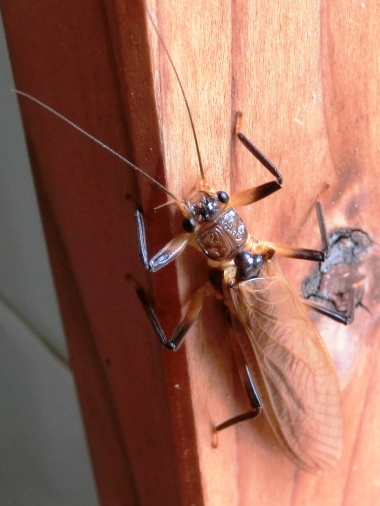 真夏の あいづき昆虫館 ジョウクリカワゲラ L 自然と歴史の中を歩く