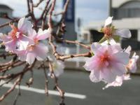 十月桜