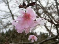 十月桜