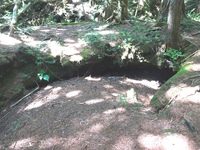 青木ヶ原樹海
