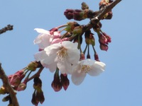 開花宣言