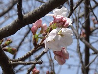 天竜川左岸のソメイヨシノの開花