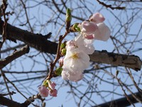 ご近所のソメイヨシノ