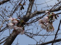 天竜川左岸のソメイヨシノの開花