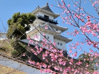 掛川城天守閣と掛川桜