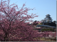 掛川桜