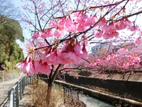 掛川桜