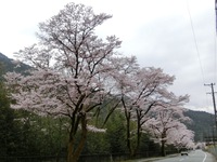 上市場の桜