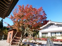 秋葉神社上社の紅葉