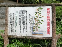 「青谷不動の滝周辺案内」の看板